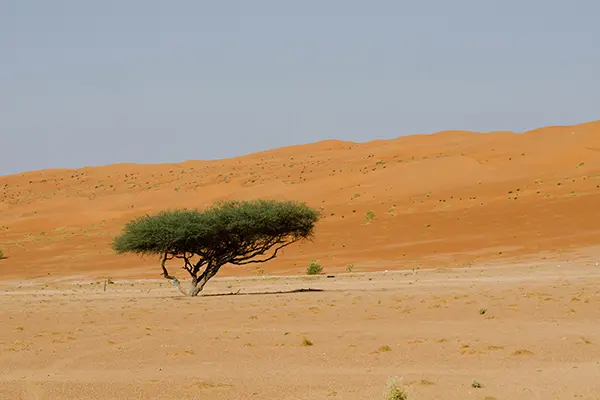 للإيجار ارض في ميناء عبدالله